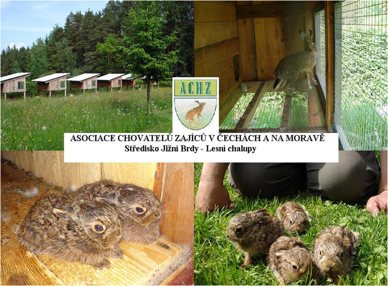 Chov Zajicu (chov králíků, patří například, plemena patří, plemena patří například, rychlým růstem) Chov Zajicu